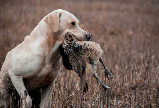 labrador with bird in mouth game shooting